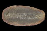 Pecopteris Fern Fossil (Pos/Neg) - Mazon Creek #92277-2